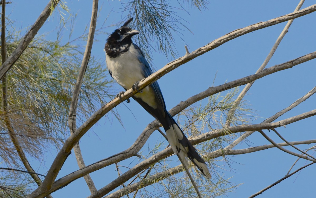 Black-throated Magpie-Jay - ML624208412