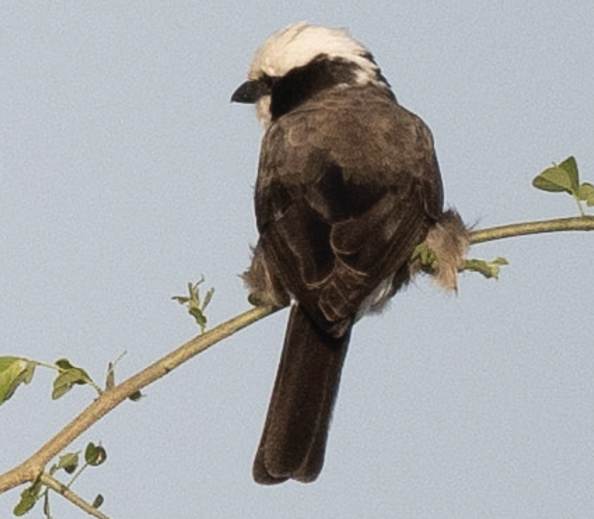 White-rumped Shrike - Anonymous