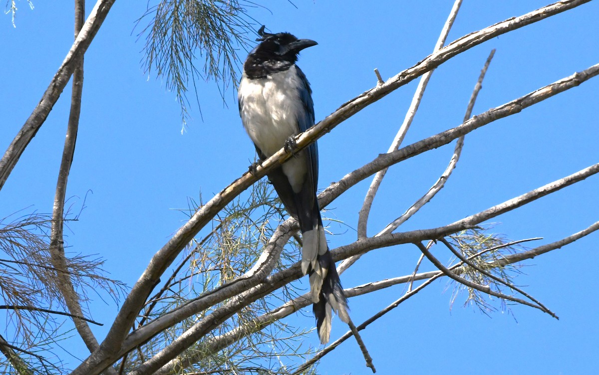 Black-throated Magpie-Jay - ML624208415