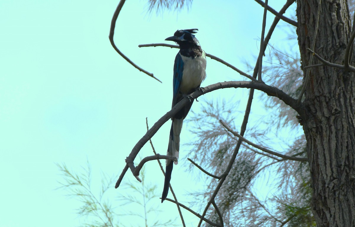 Black-throated Magpie-Jay - ML624208419