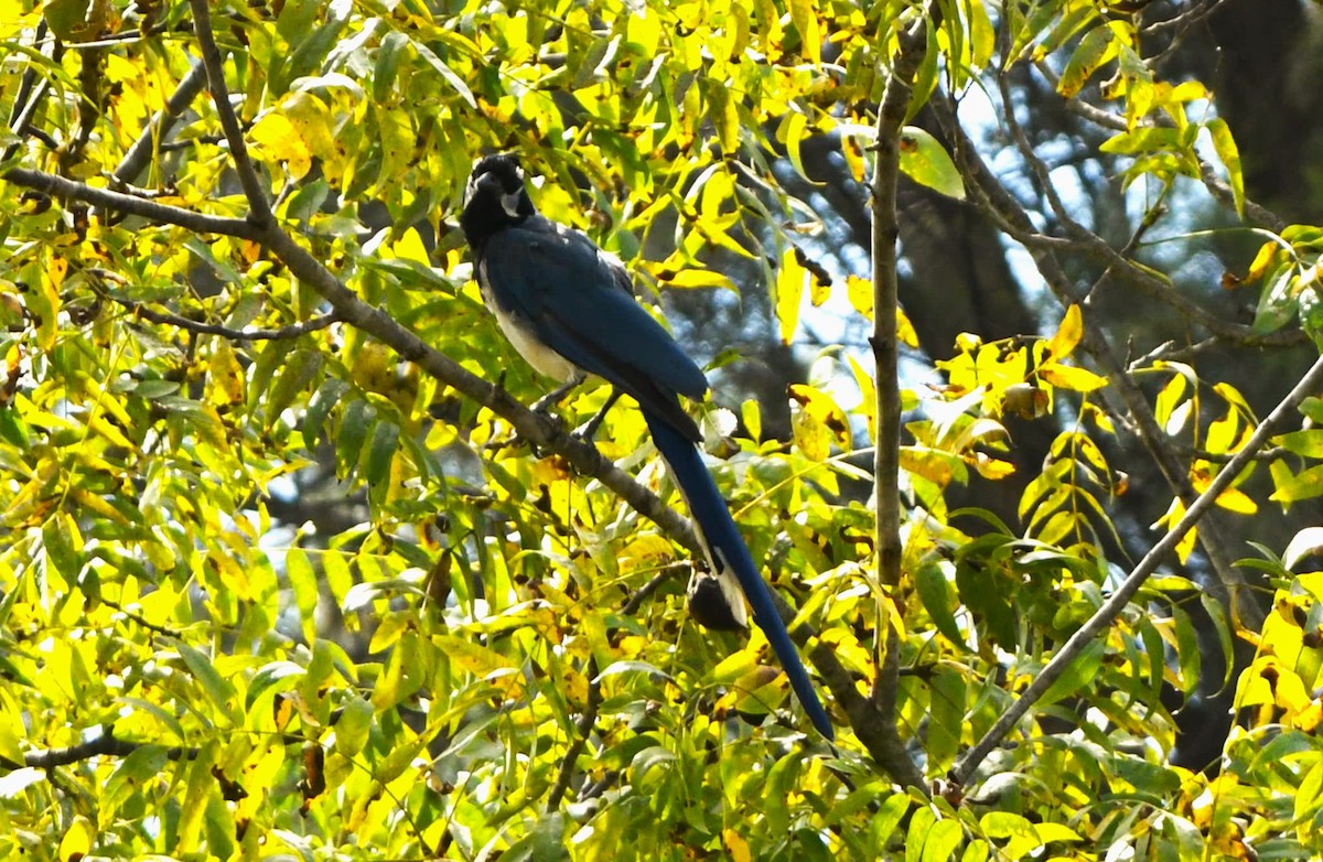 Black-throated Magpie-Jay - ML624208423