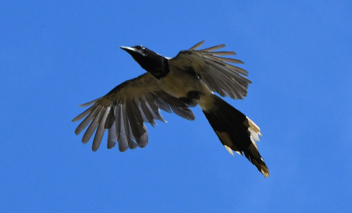 Black-throated Magpie-Jay - ML624208425