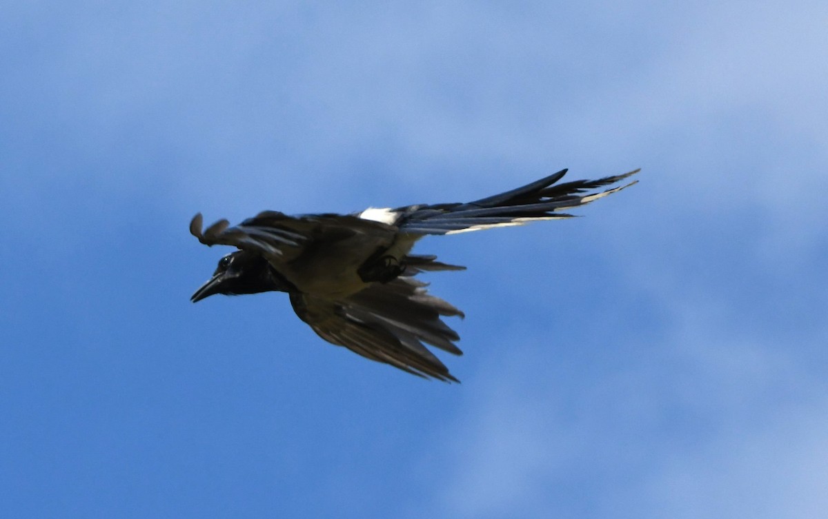 Black-throated Magpie-Jay - ML624208428