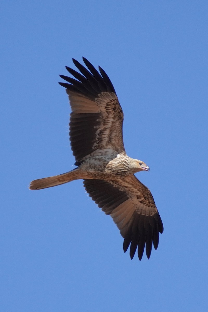 Whistling Kite - ML624208431