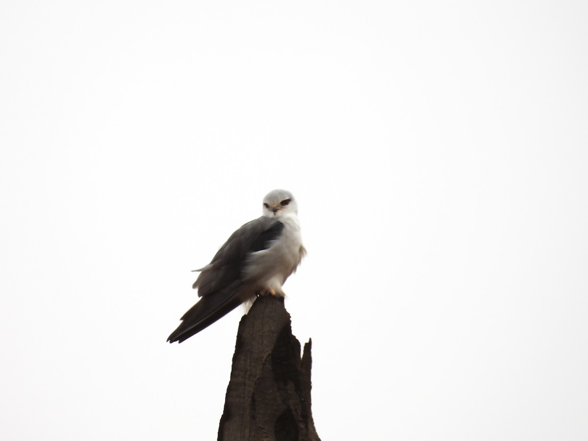 カタグロトビ（caeruleus） - ML624208447