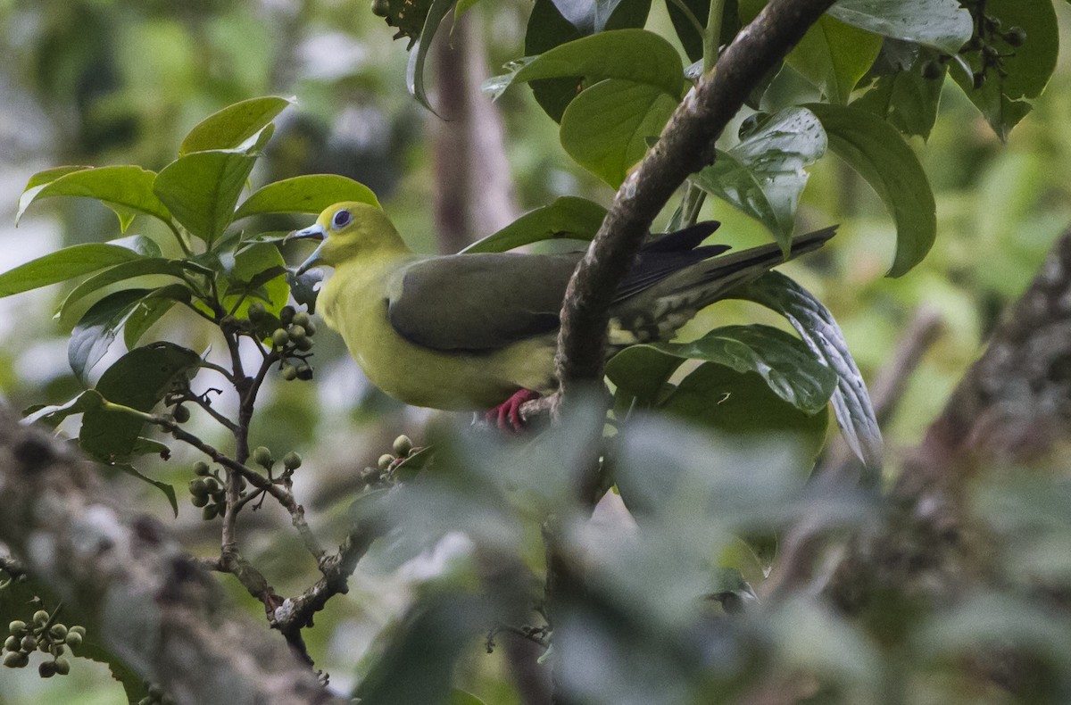 Wedge-tailed Green-Pigeon - ML624208454