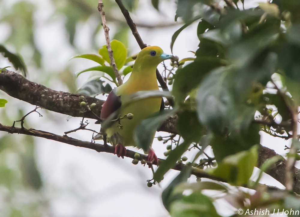 Wedge-tailed Green-Pigeon - ML624208461