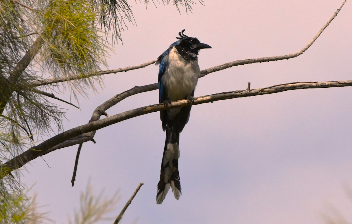 Black-throated Magpie-Jay - ML624208462