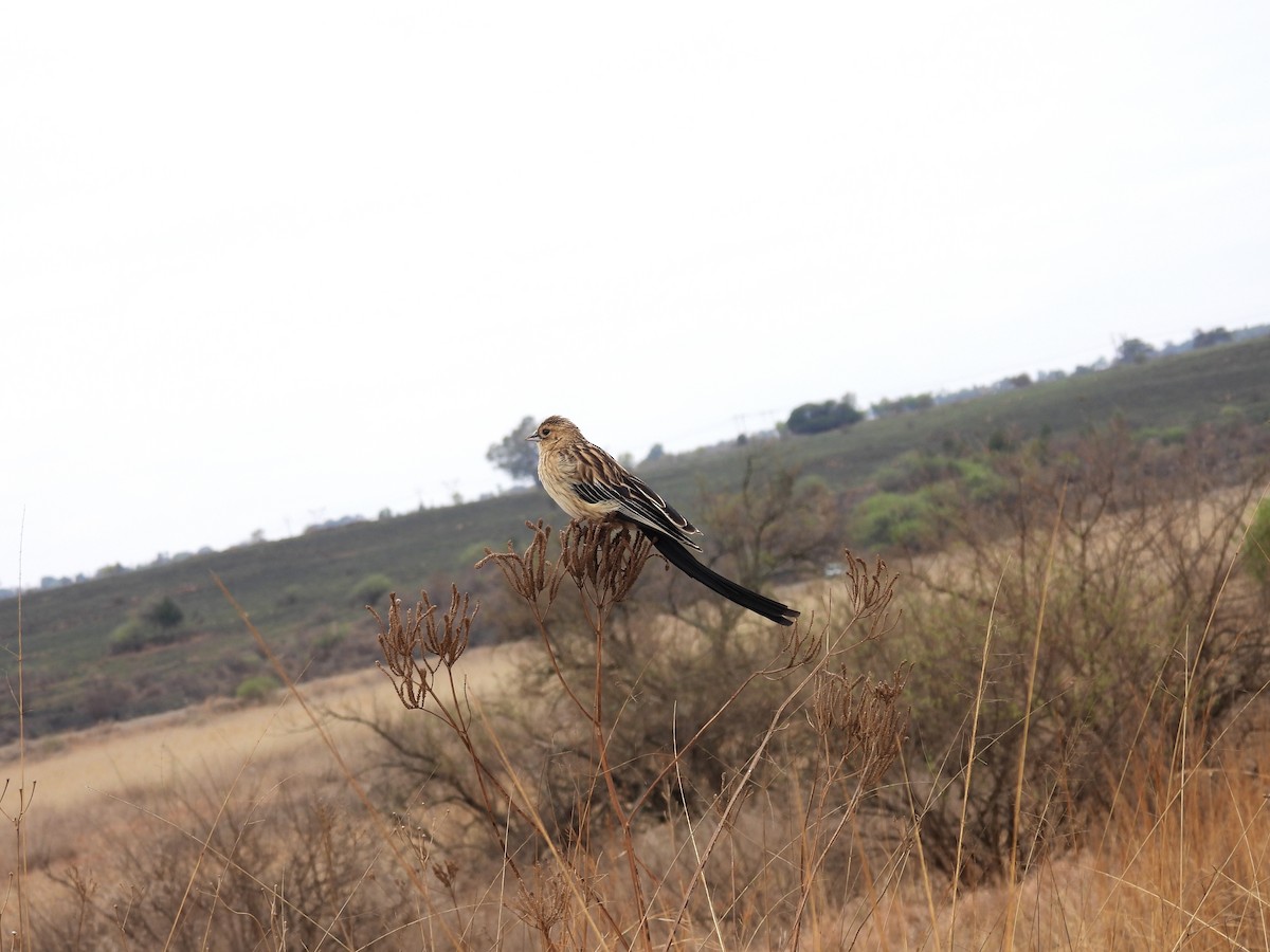 Long-tailed Widowbird - Usha Tatini