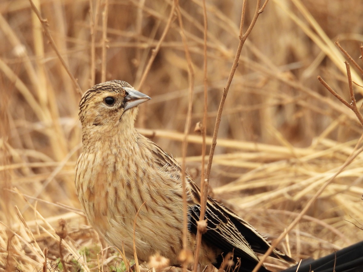 コクホウジャク - ML624208472