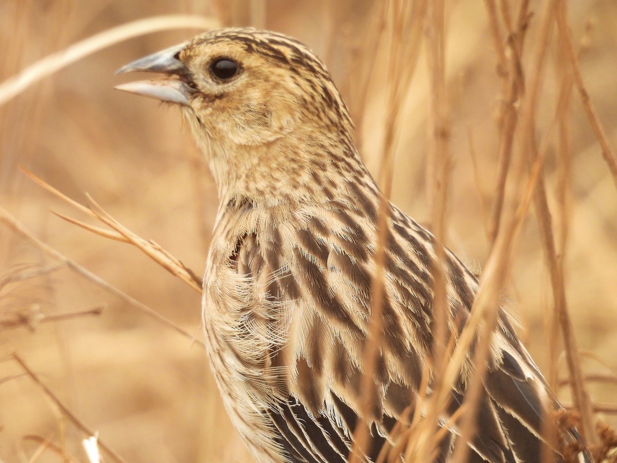 コクホウジャク - ML624208474