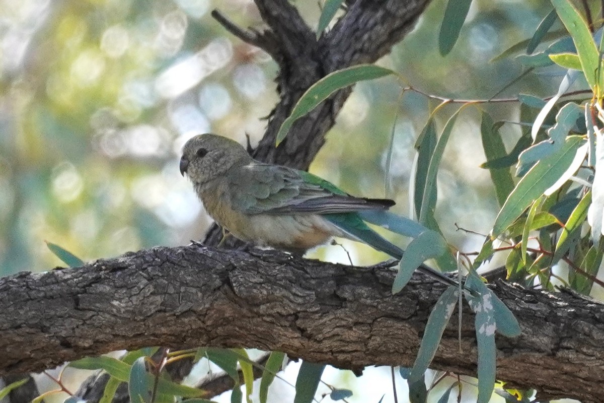 Red-rumped Parrot - ML624208478