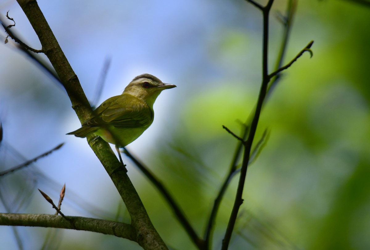 Kızıl Gözlü Vireo - ML624208496