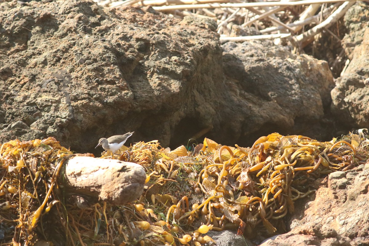 Wandering Tattler - ML624208498