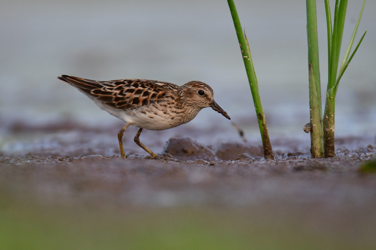 Least Sandpiper - Chaiby Leiman