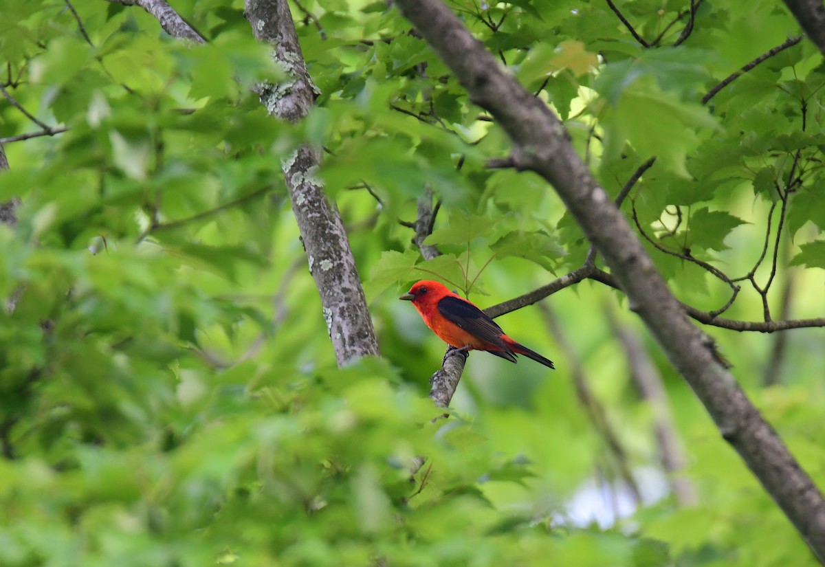 Scarlet Tanager - Chaiby Leiman