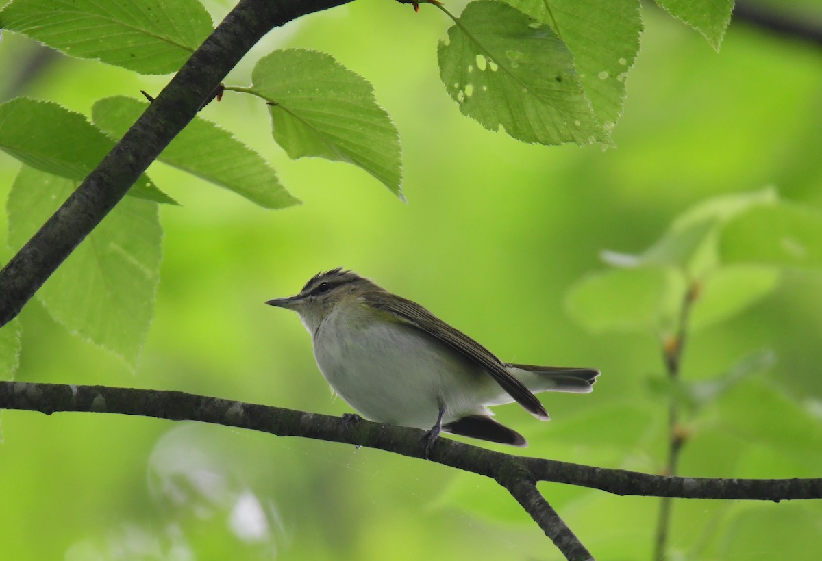 Kızıl Gözlü Vireo - ML624208545