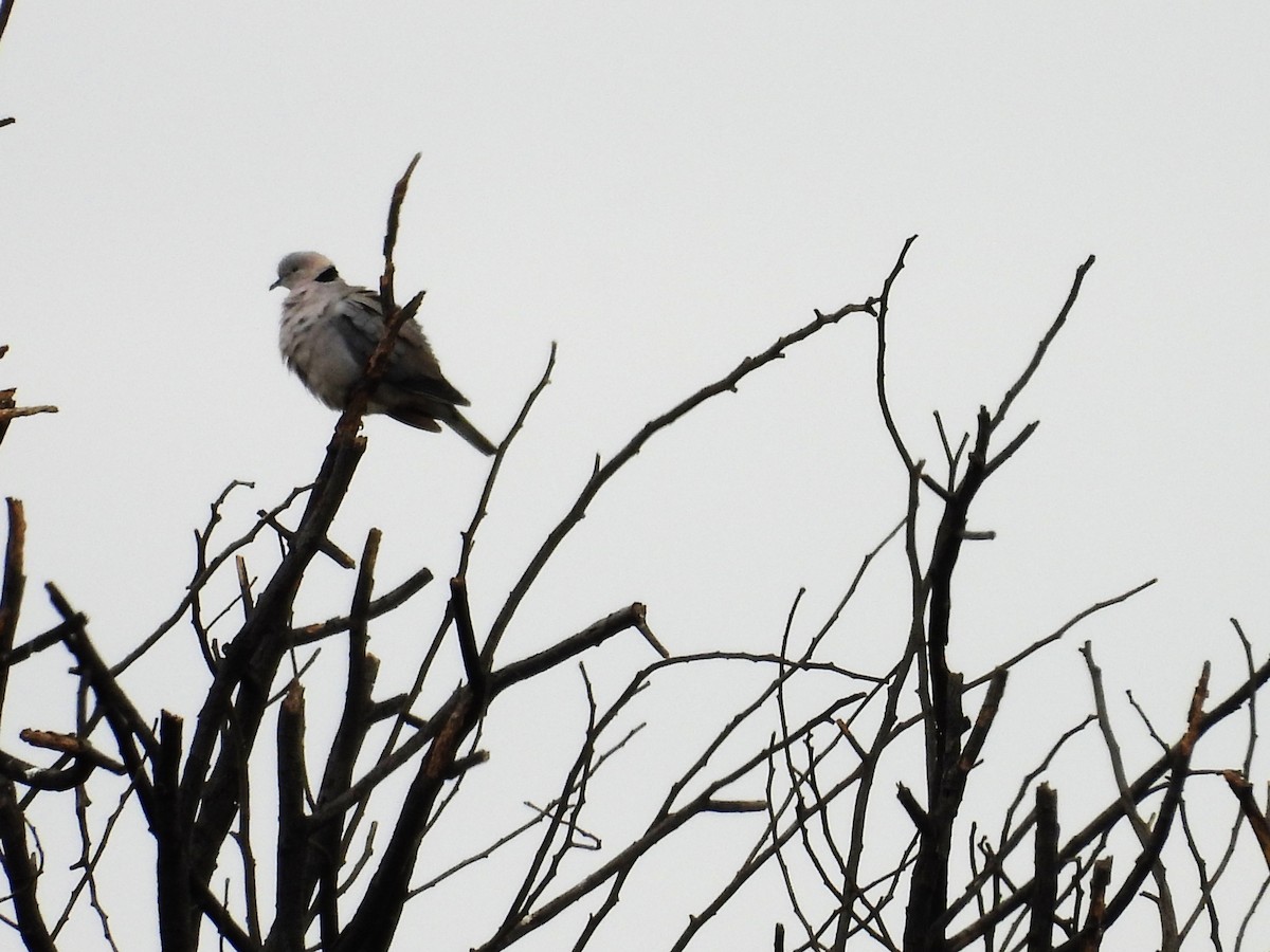 Ring-necked Dove - Usha Tatini