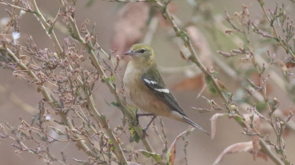 Bay-breasted Warbler - ML624208599