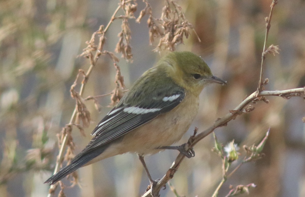 Bay-breasted Warbler - ML624208600