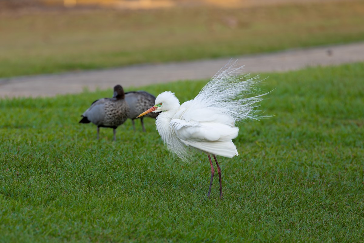 Plumed Egret - ML624208607