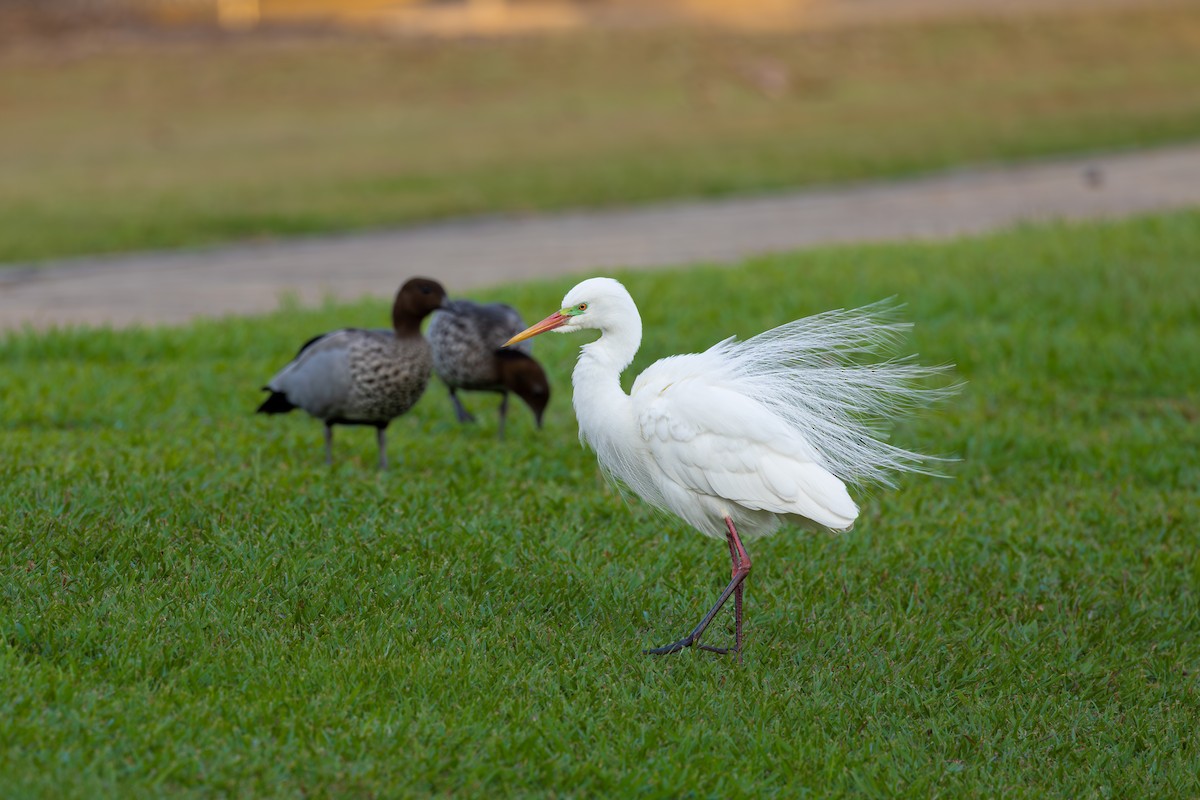 Plumed Egret - ML624208608