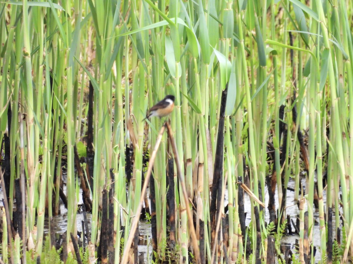 African Stonechat - Usha Tatini