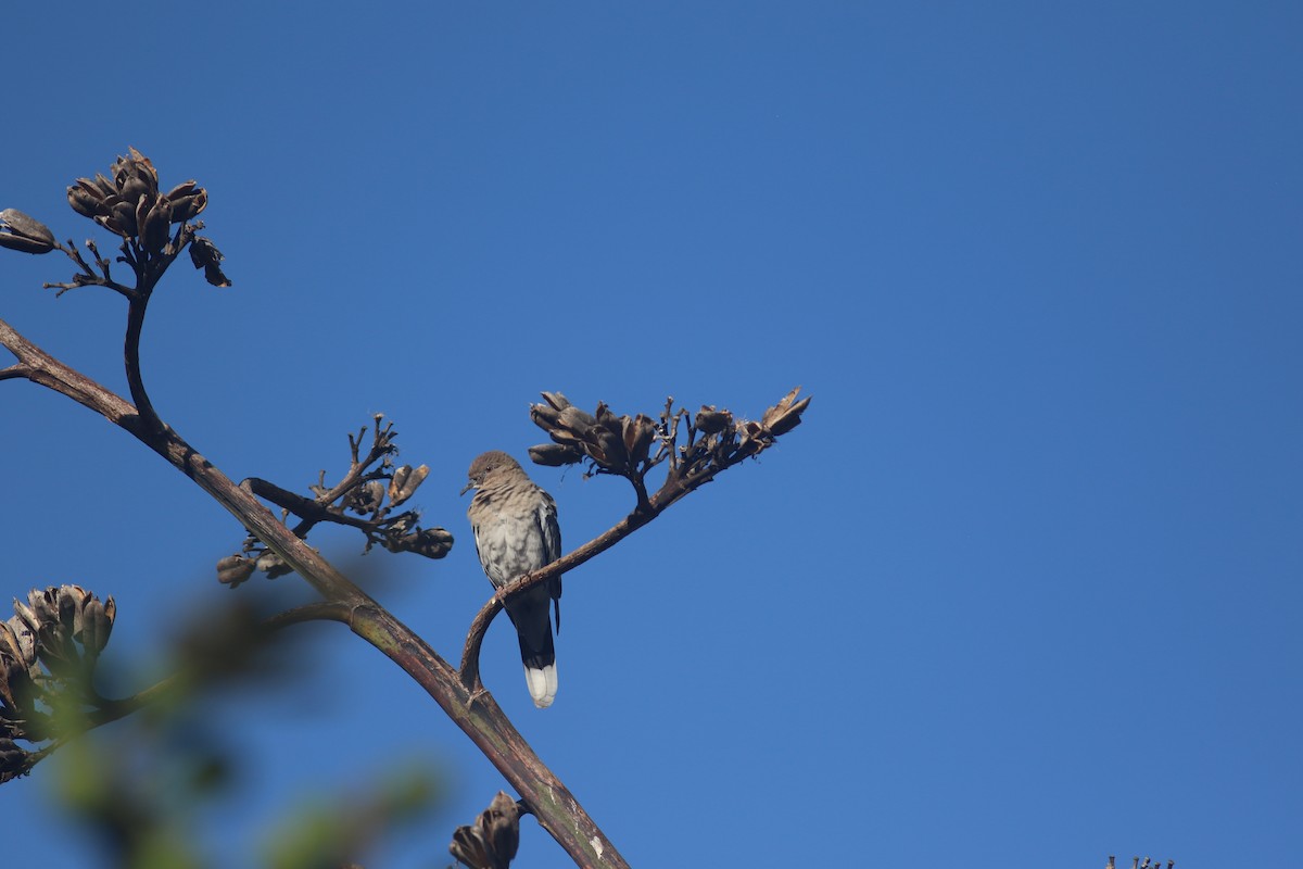 White-winged Dove - ML624208624