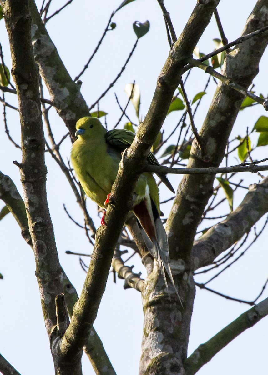 Pin-tailed Green-Pigeon - ML624208628