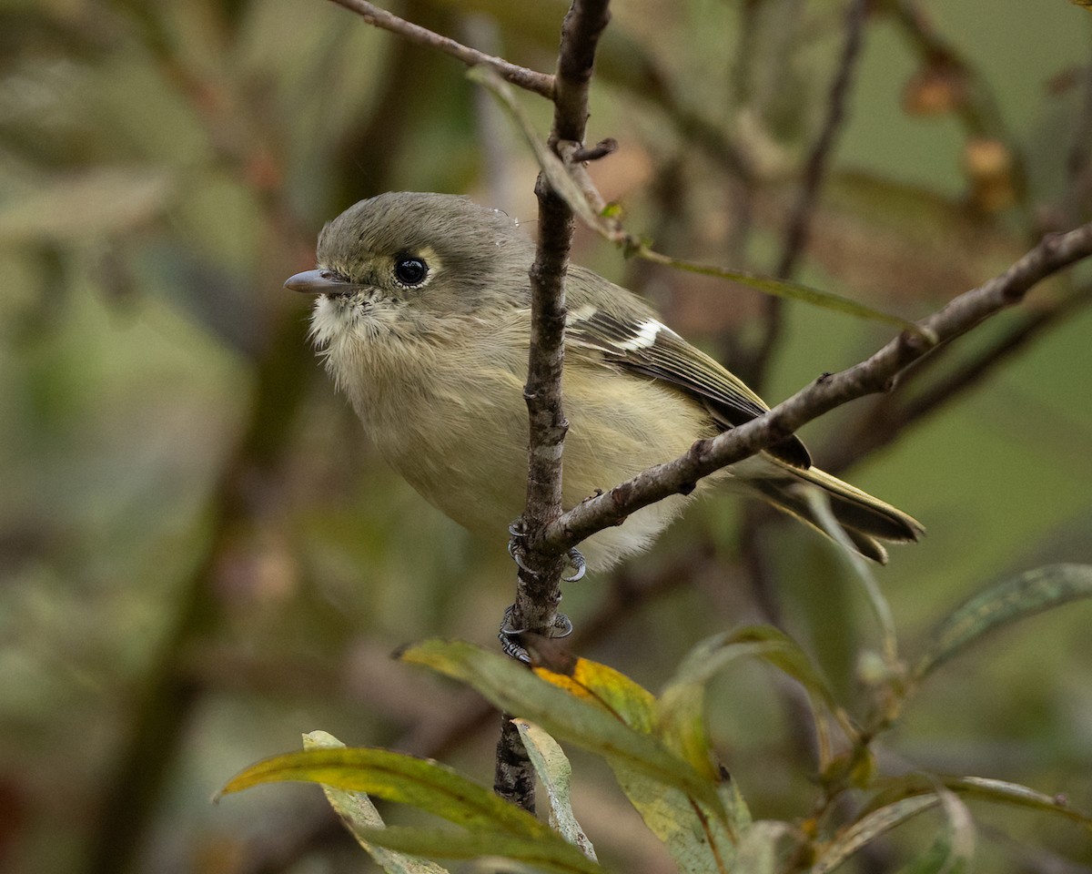 Hutton's Vireo - ML624208641