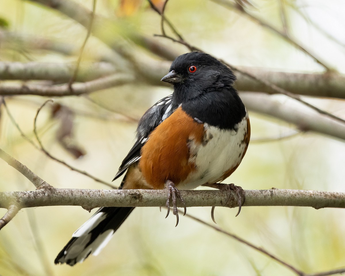 Spotted Towhee - ML624208647