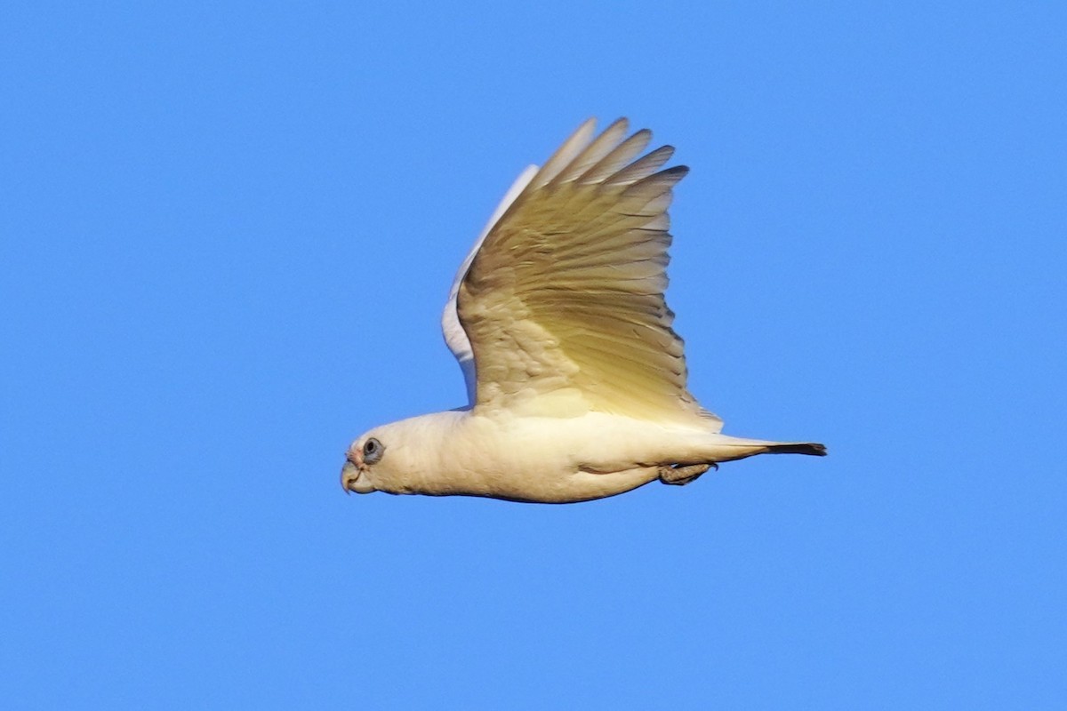 Little Corella - ML624208653