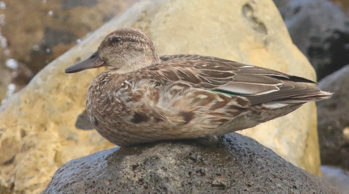 Green-winged Teal - ML624208663