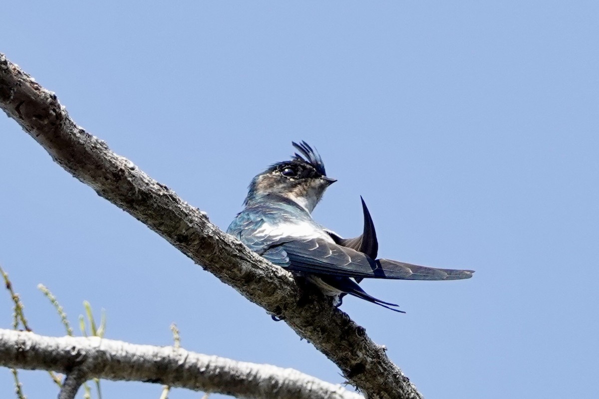 Gray-rumped Treeswift - Kenna Sue Trickey