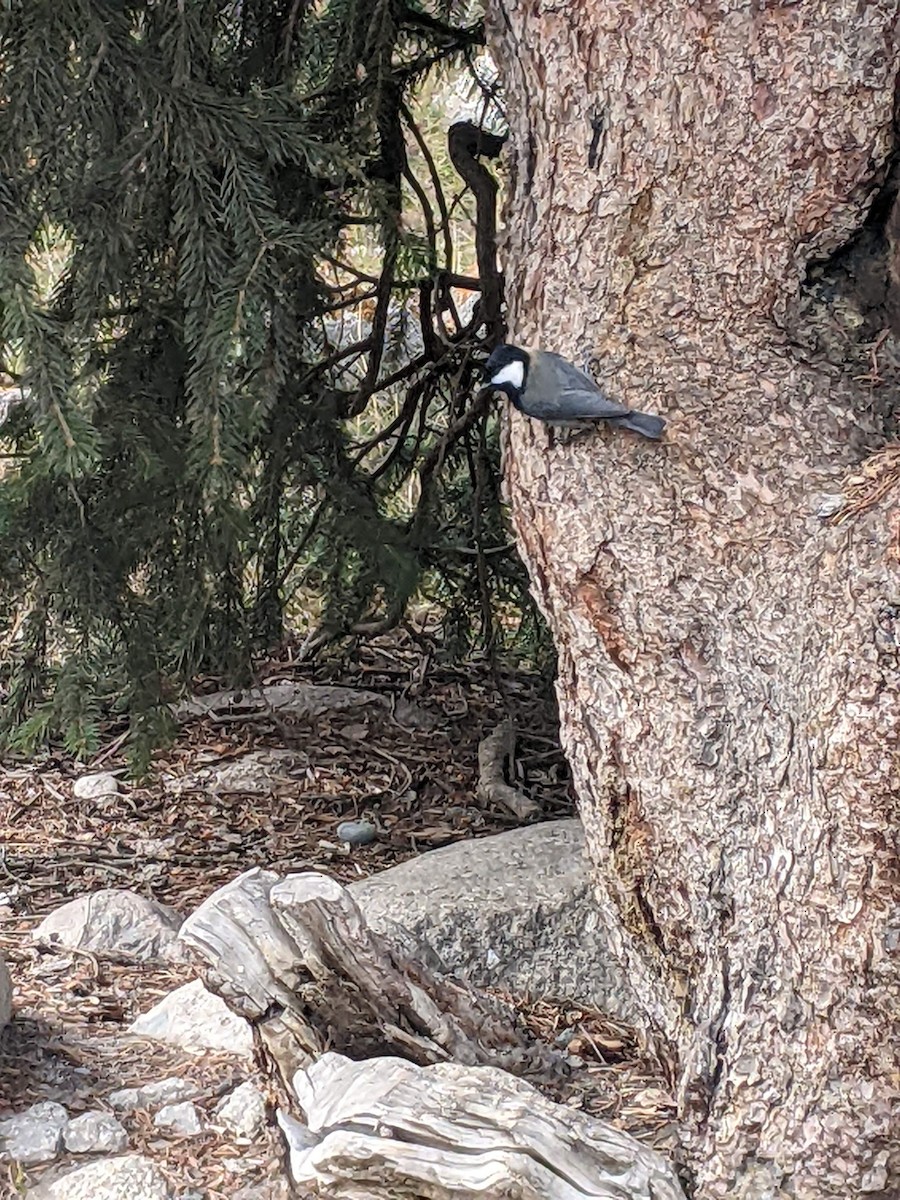 Rufous-naped Tit - ML624208678