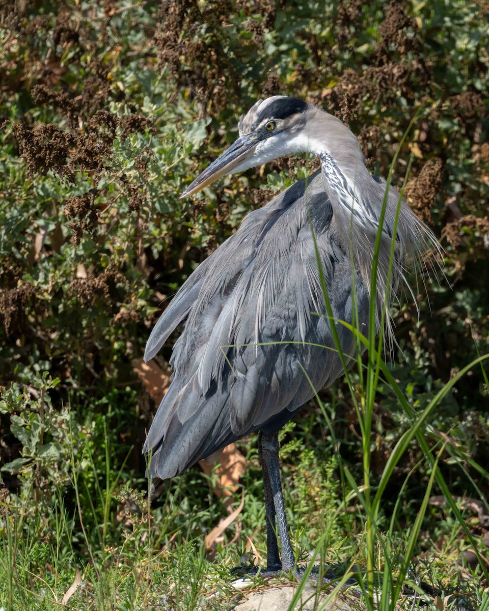 Great Blue Heron - ML624208680