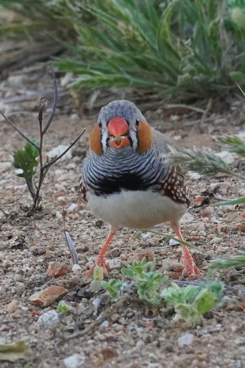 Zebra Finch - ML624208681