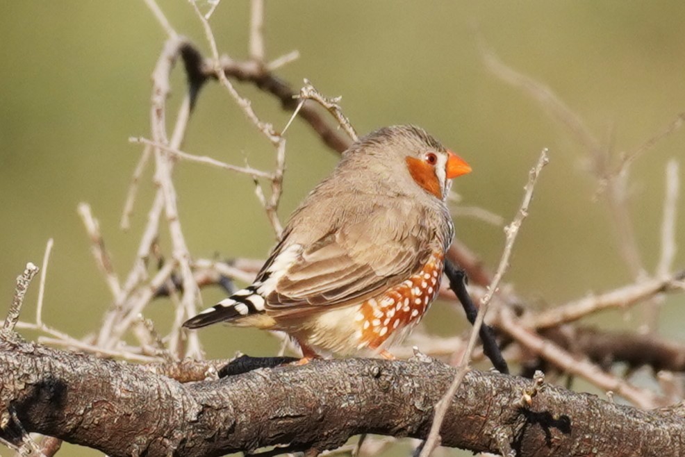 Zebra Finch - ML624208682