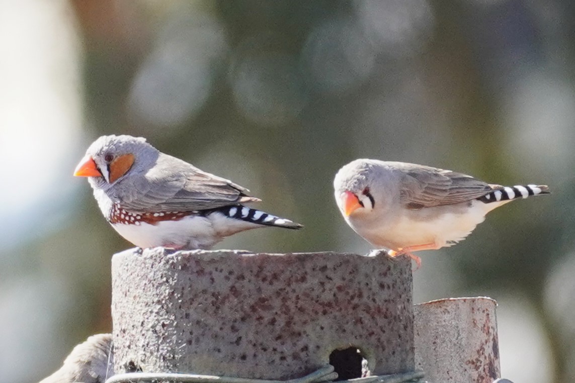 Zebra Finch - ML624208683