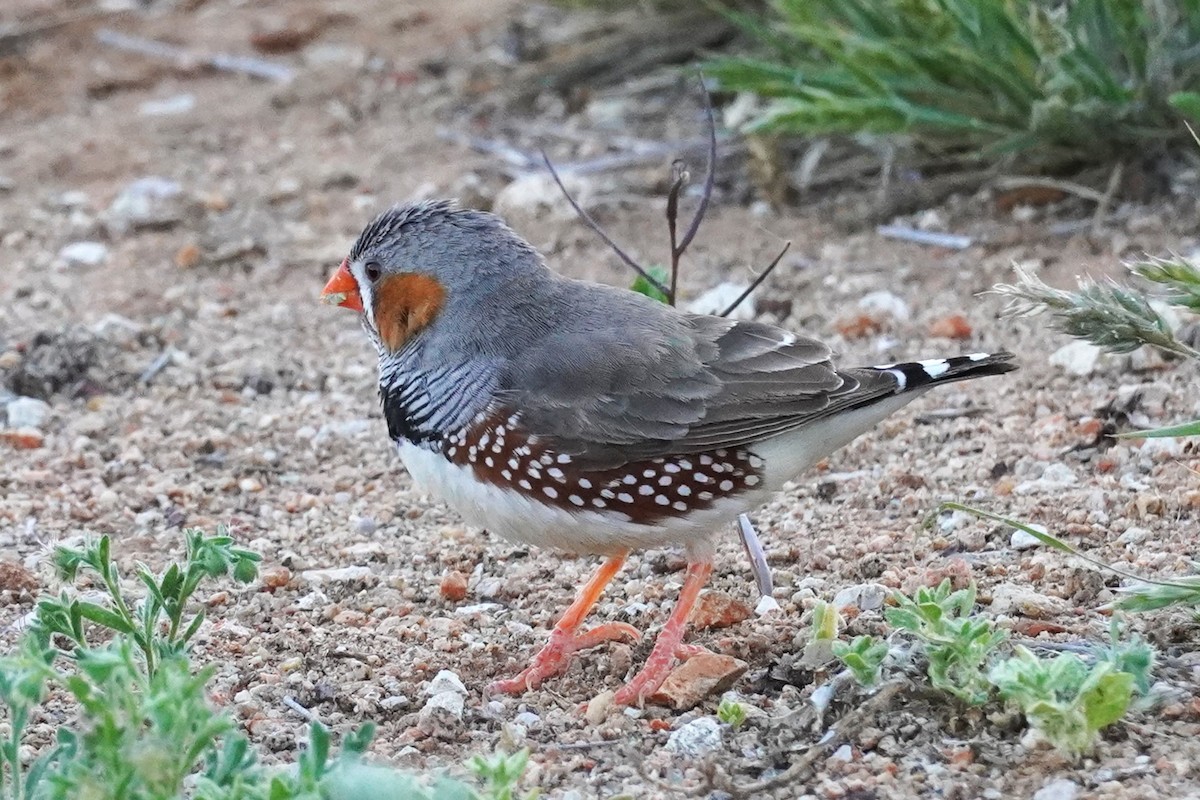 Zebra Finch - ML624208684