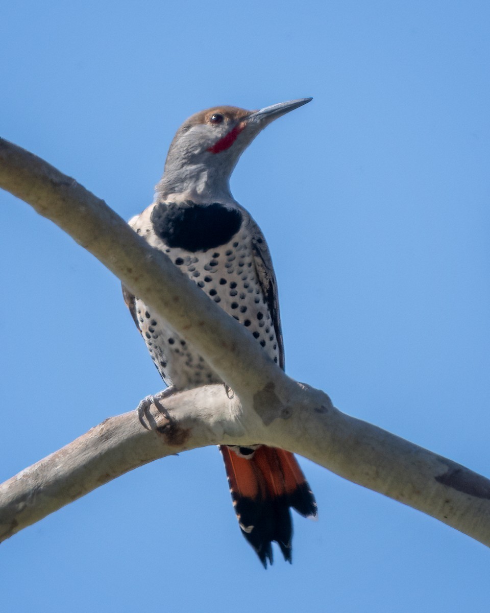 Northern Flicker - ML624208685