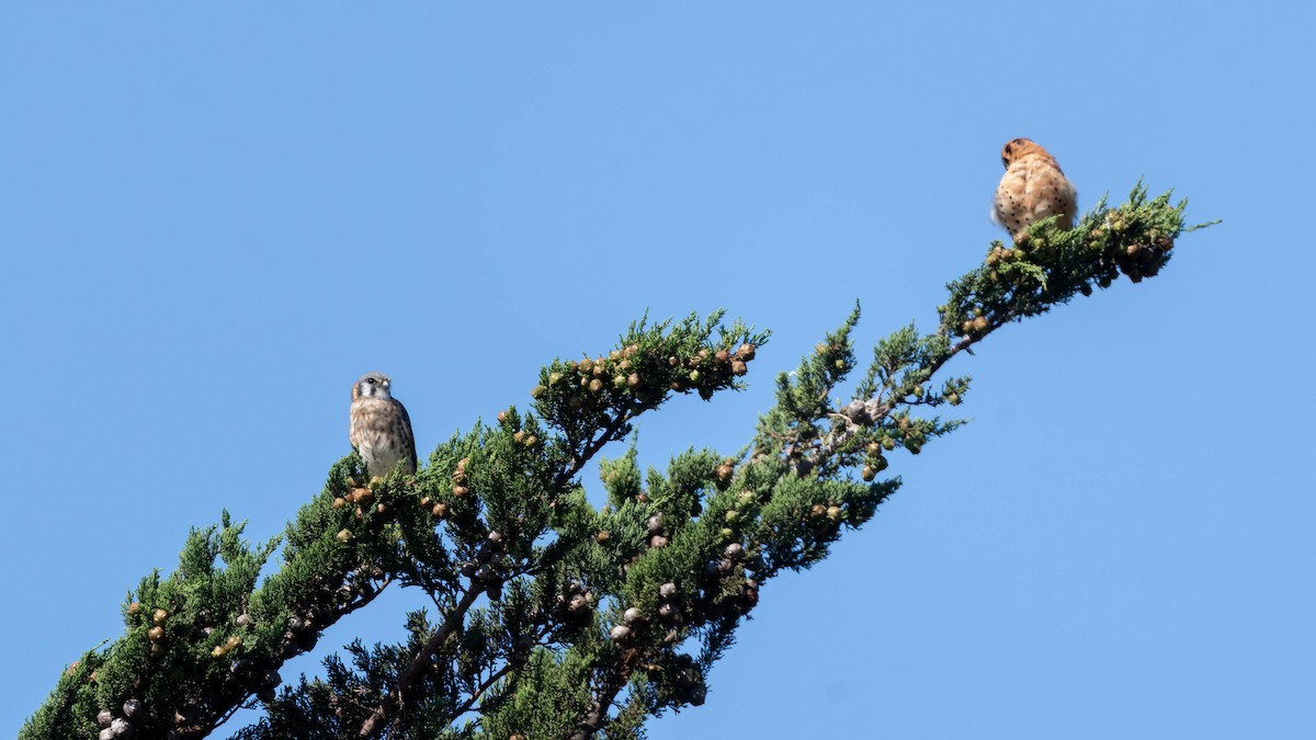 American Kestrel - ML624208690