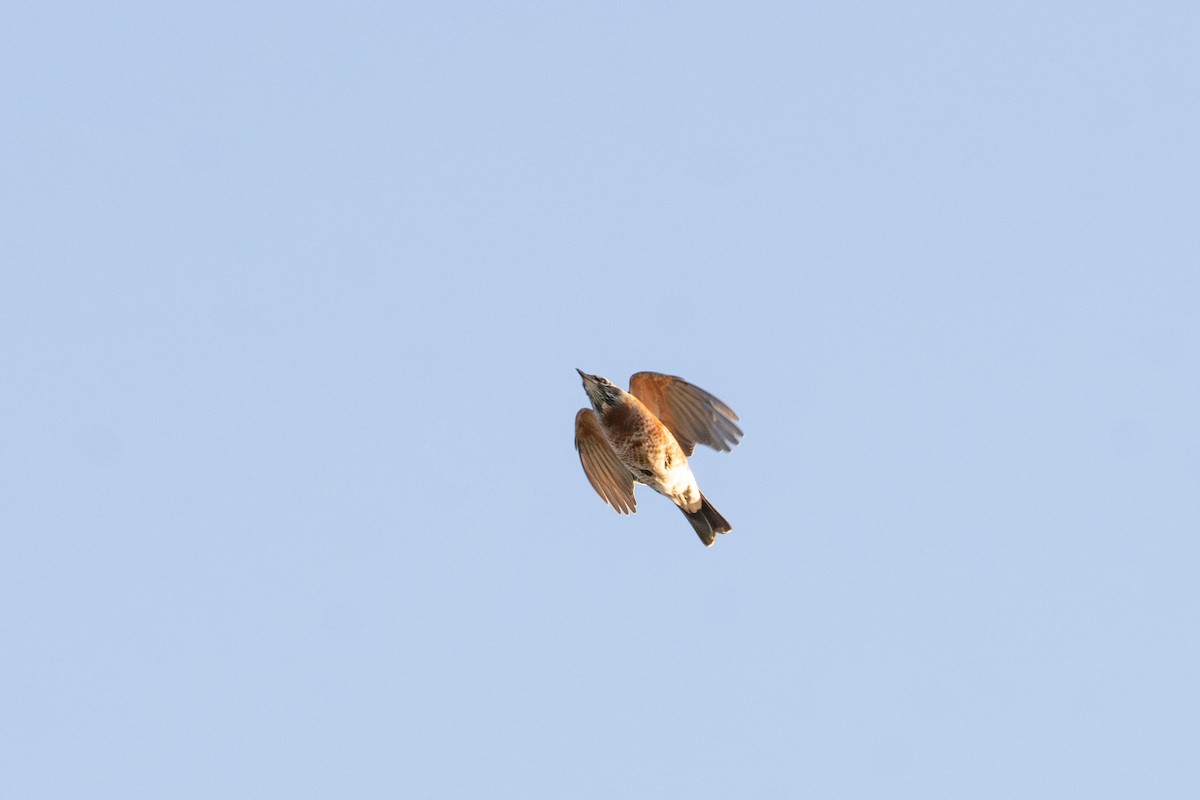 American Robin - ML624208695