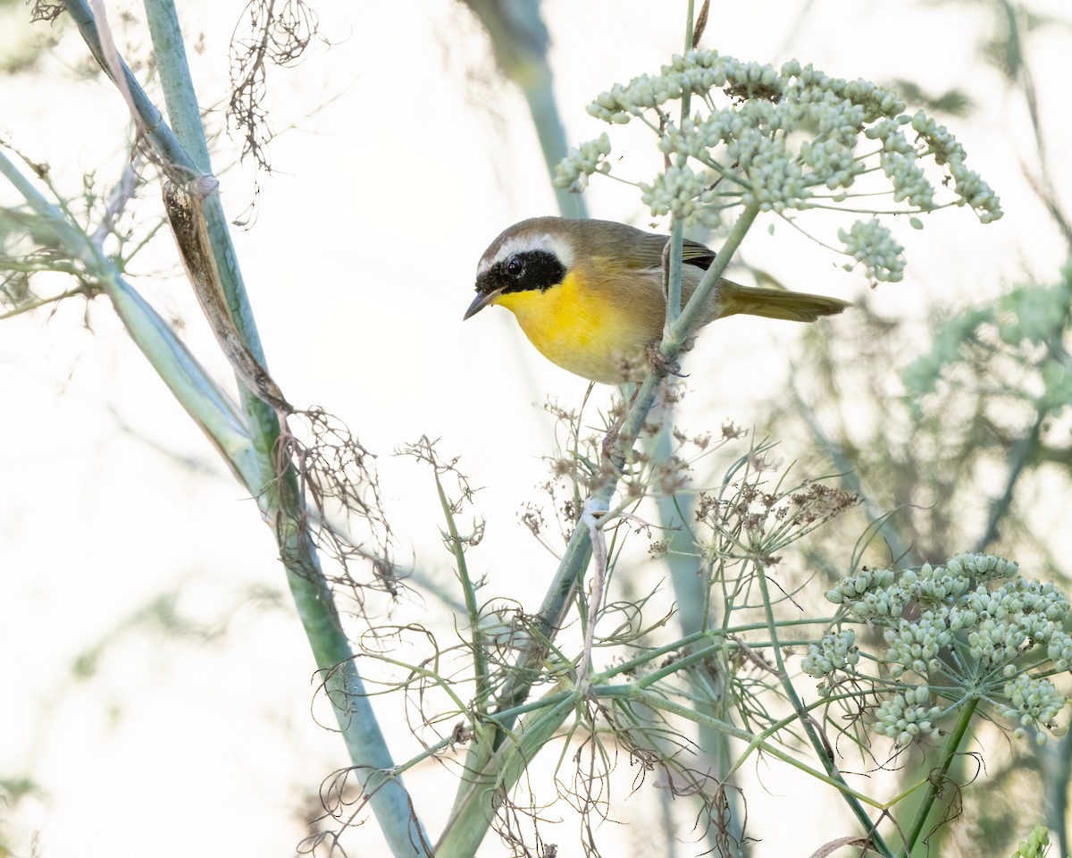 Common Yellowthroat - ML624208702