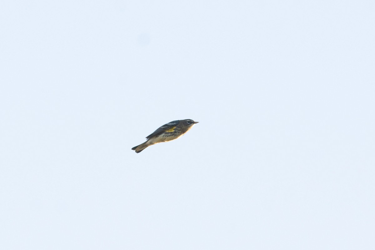 Yellow-rumped Warbler (Myrtle) - Peter Mundale