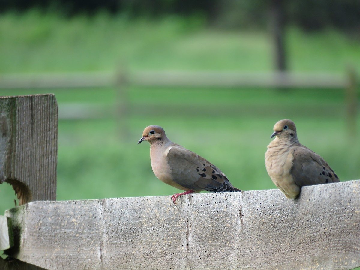 Mourning Dove - ML624208720