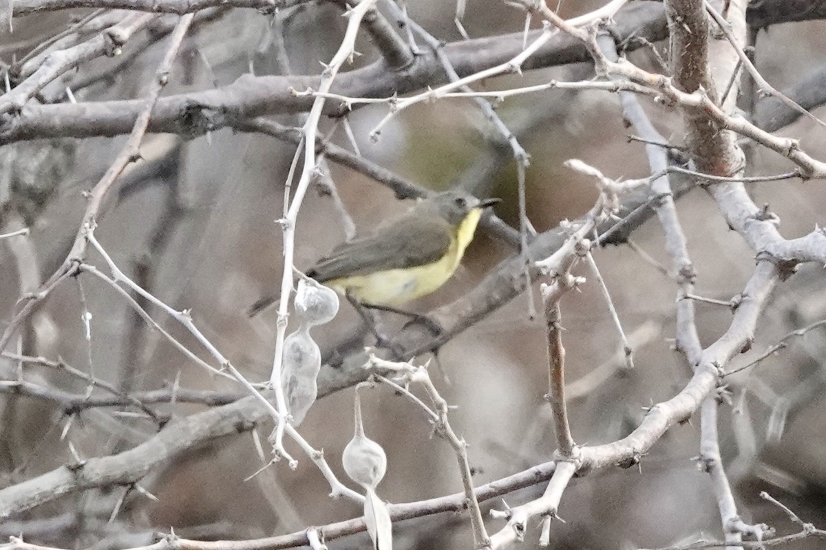 Golden-bellied Gerygone - ML624208722