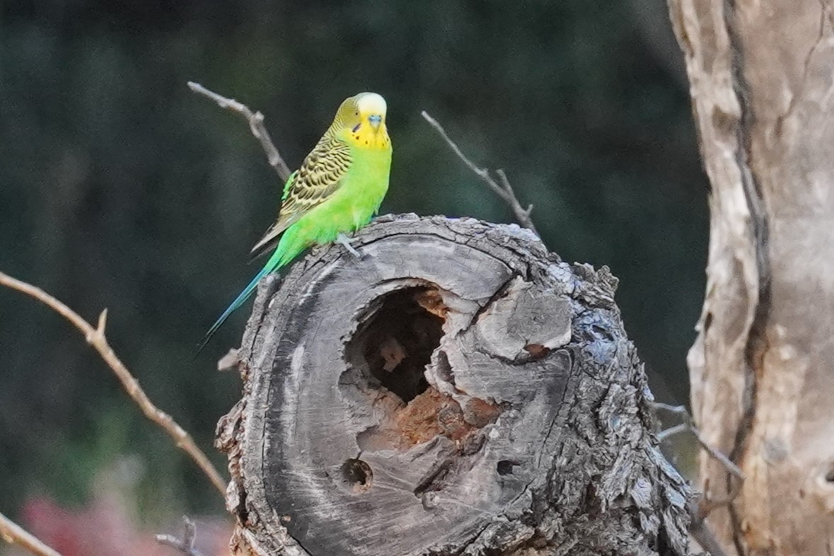 Budgerigar - ML624208730