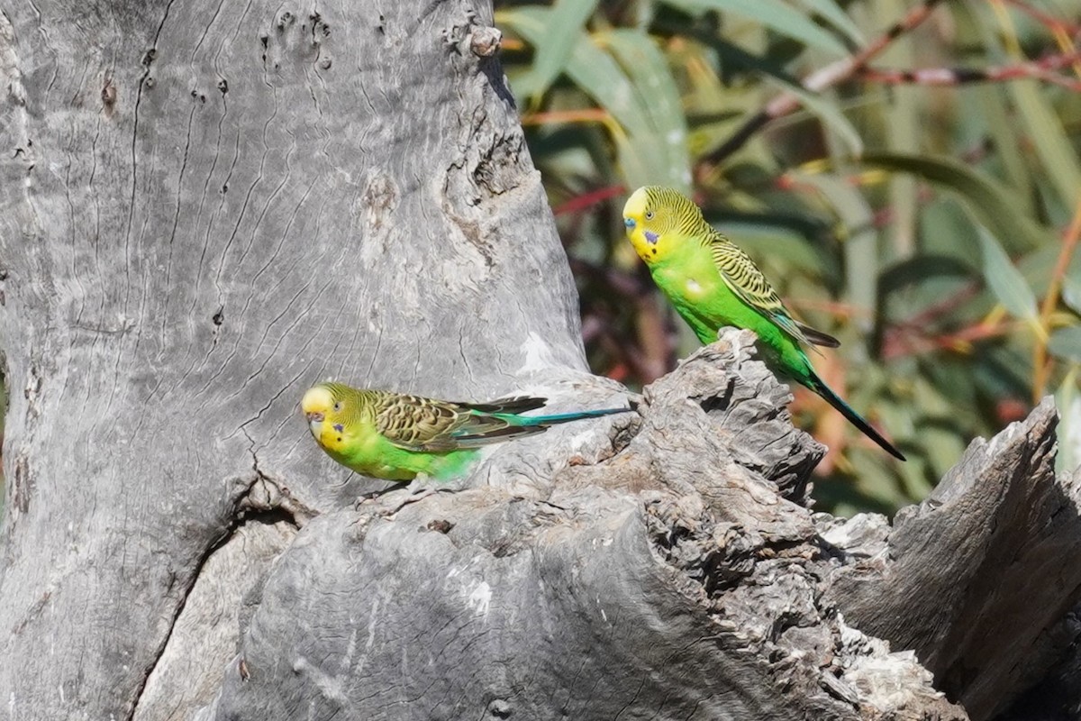 Budgerigar - ML624208731