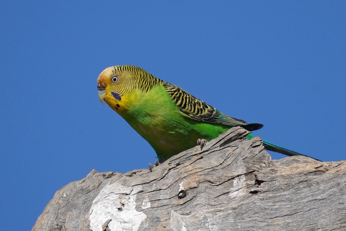 Budgerigar - ML624208732